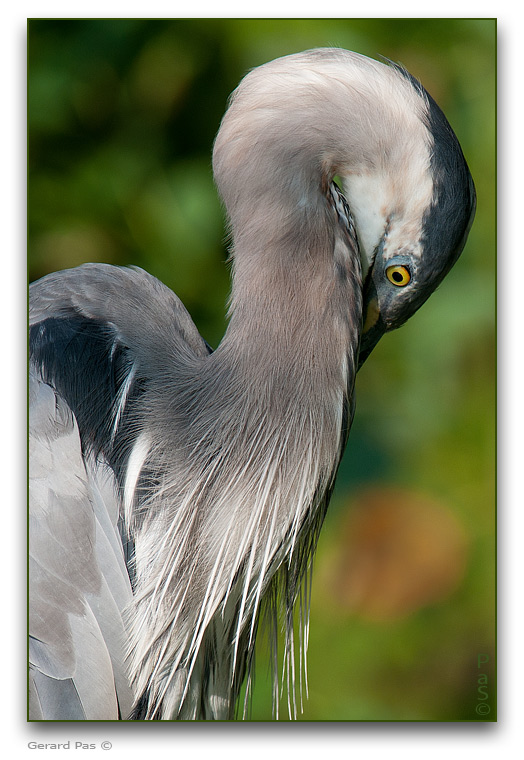 Great Blue Heron _DSC30206.JPG - click to enlarge image