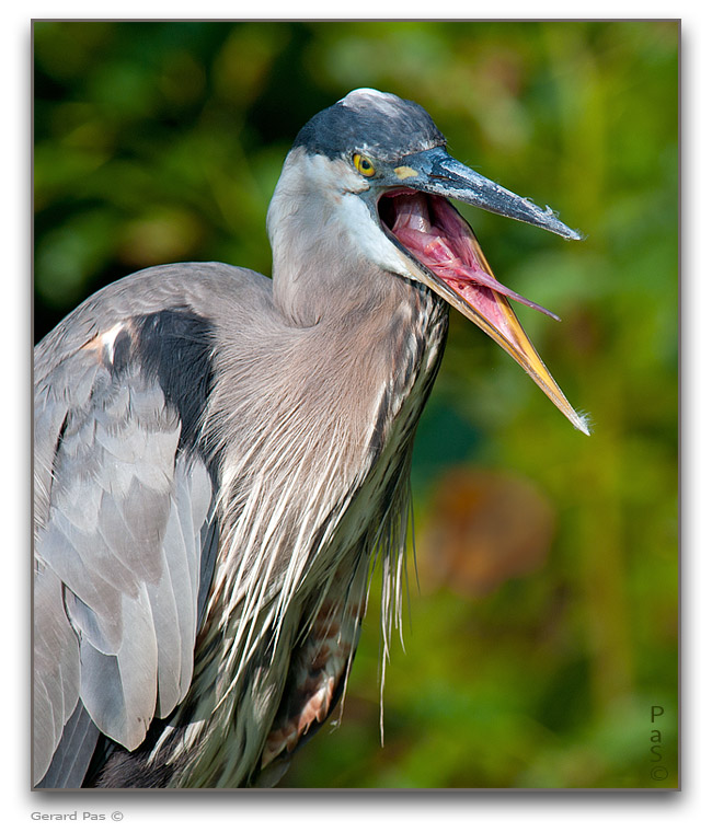 Great Blue Heron _DSC30242.JPG - click to enlarge image