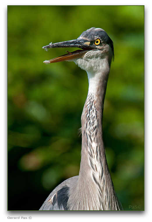 Great Blue Heron _DSC30286.JPG - click to enlarge image