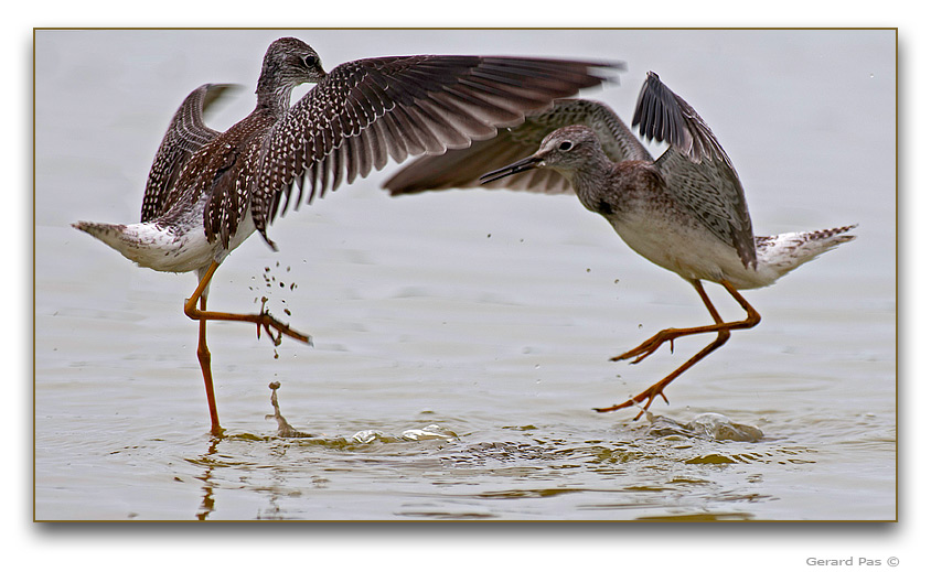 Greater Yellowlegs Sandpiper - click to enlarge image