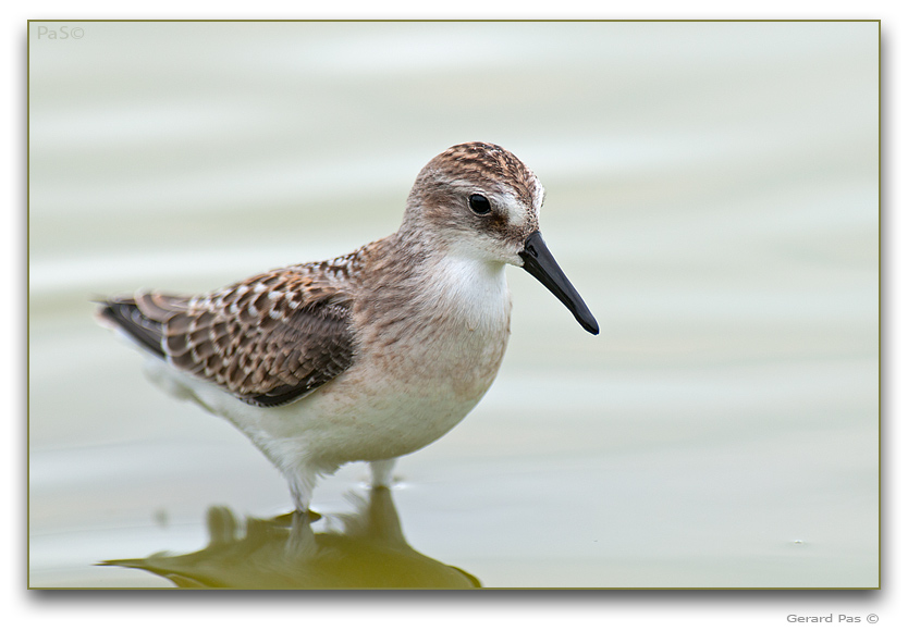 Baird's Sandpiper _DSC30585.JPG - click to enlarge image