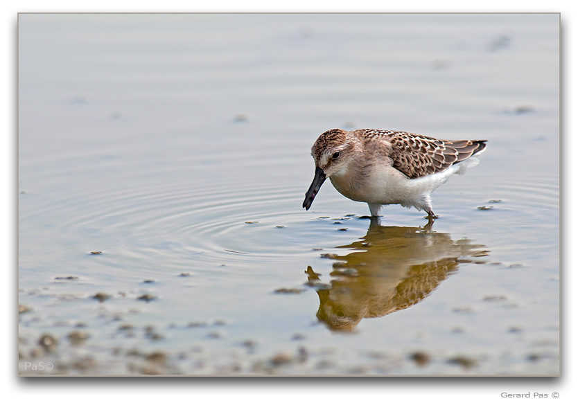 Baird's Sandpiper _DSC30642.JPG - click to enlarge image