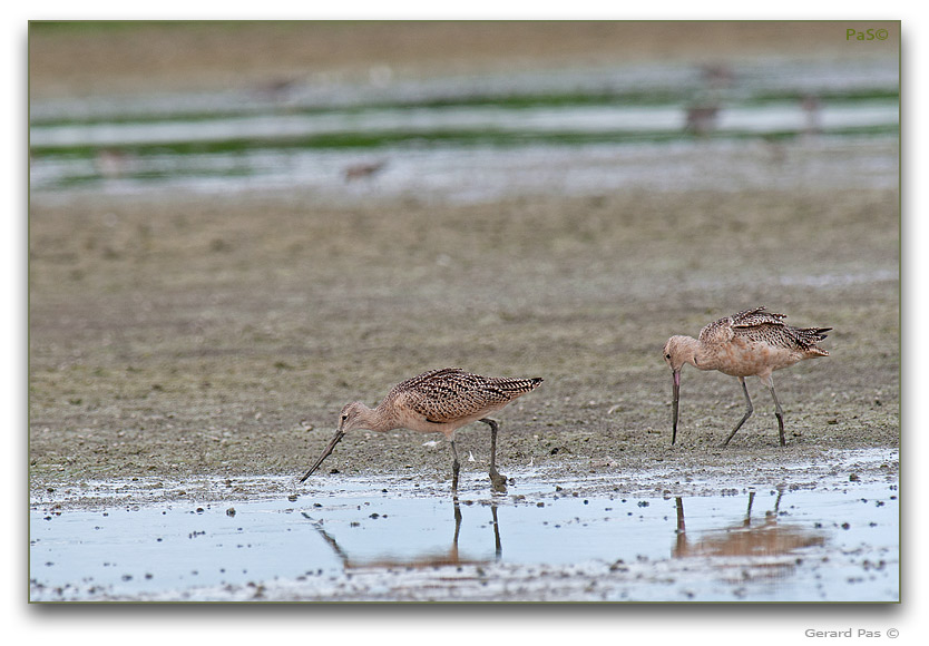 Marbled Godwit _DSC30962.JPG - click to enlarge image