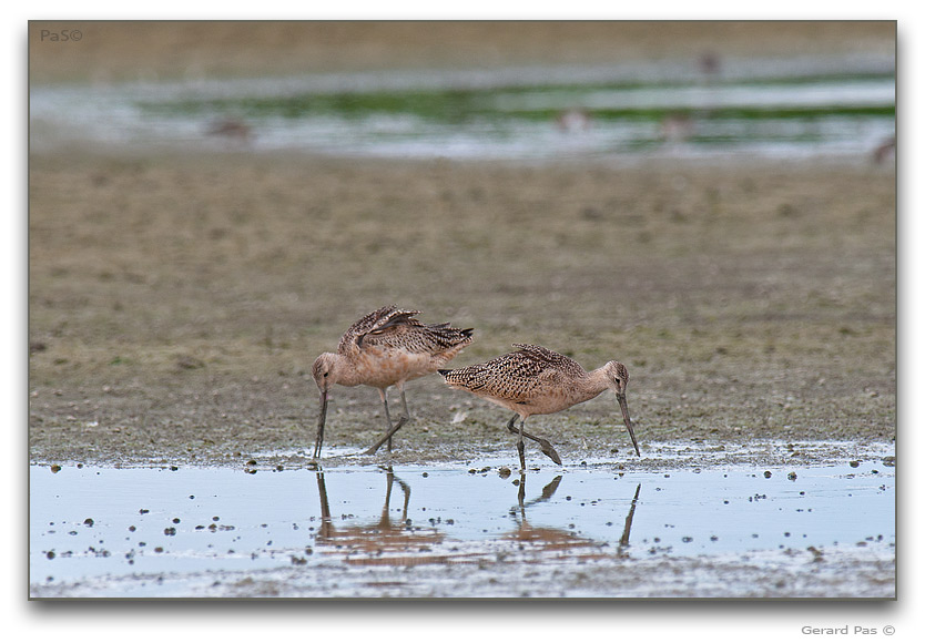 Marbled Godwit _DSC30968.JPG - click to enlarge image