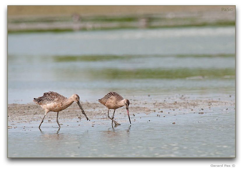 Marbled Godwit _DSC31008.JPG - click to enlarge image