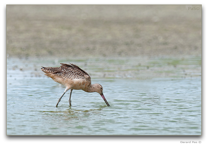 Marbled Godwit _DSC31086.JPG - click to enlarge image