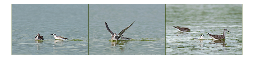 Red-necked Phalarope attacking Greater Yellowlegs