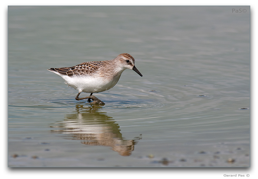 Semipalmated Sandpiper - click to enlarge image