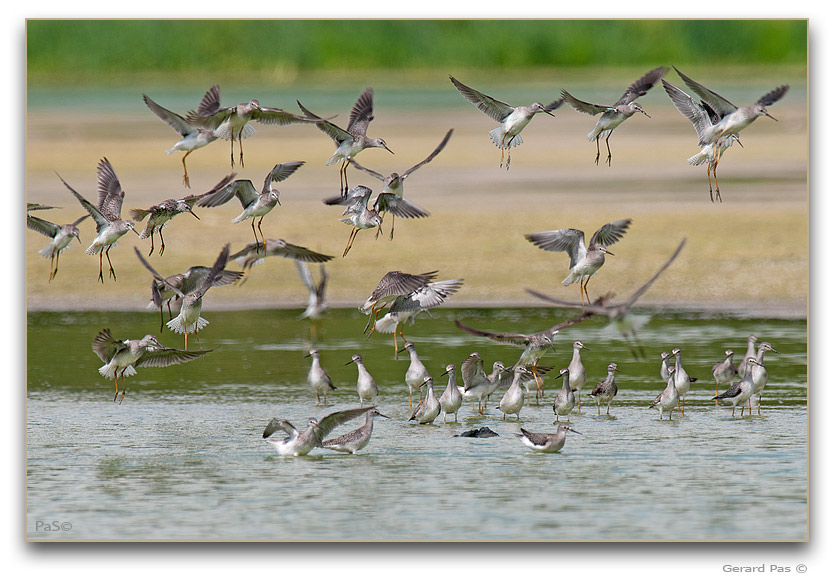 Incontinence of Greater Yellowlegs Sandpipers _DSC31285.JPG - click to enlarge image