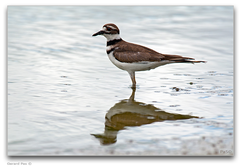 Killdeer Plover.JPG - click to enlarge image