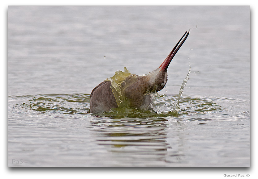 Hudsonian Godwit _DSC31703.JPG - click to enlarge image