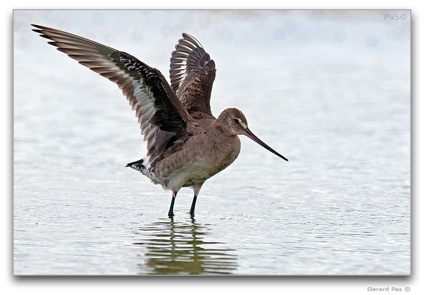 Hudsonian Godwit _DSC31732.JPG - click to enlarge image