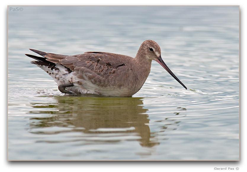 Hudsonian Godwit _DSC31893.JPG - click to enlarge image