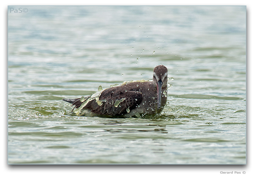 Hudsonian Godwit _DSC32090.JPG - click to enlarge image