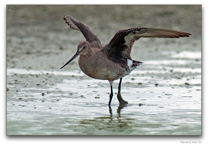 Hudsonian Godwit _DSC32115.JPG - click to enlarge image