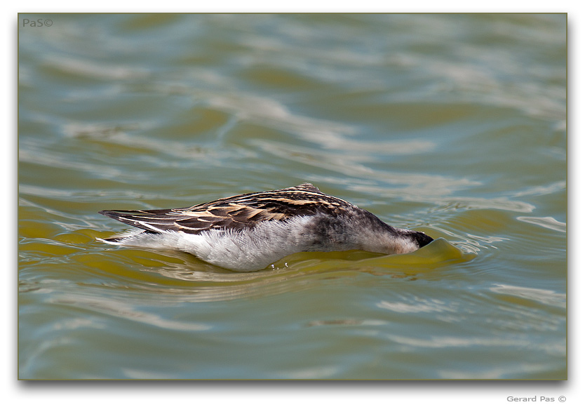 Red-necked Phalarope _DSC32320.JPG - click to enlarge image