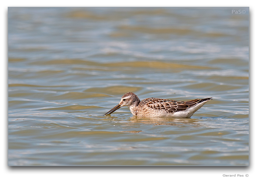 Stilt Sandpiper - click to enlarge image