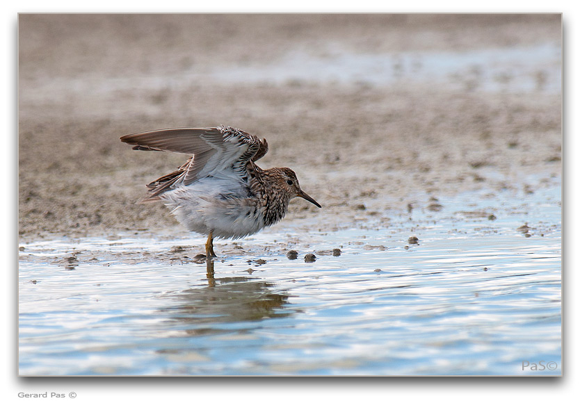 Pectoral Sandpiper _DSC32387.JPG - click to enlarge image