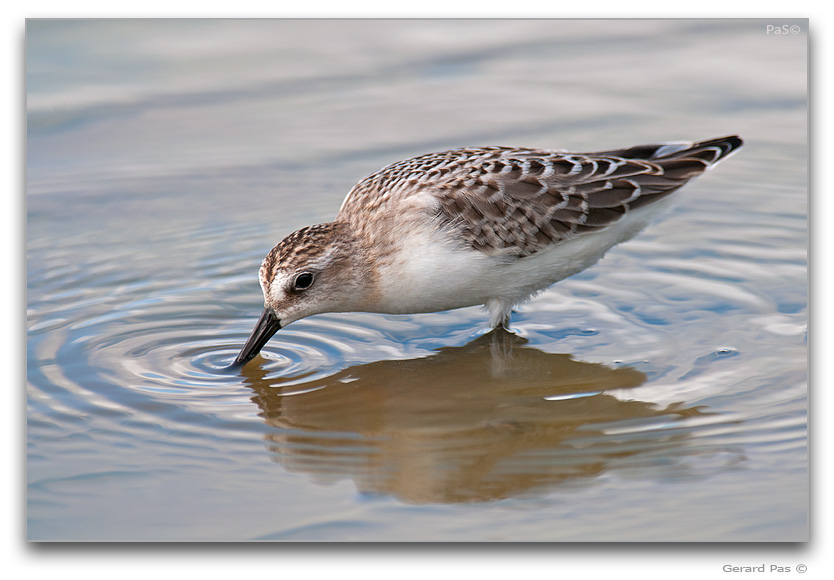 Baird's Sandpiper _DSC32415.JPG - click to enlarge image