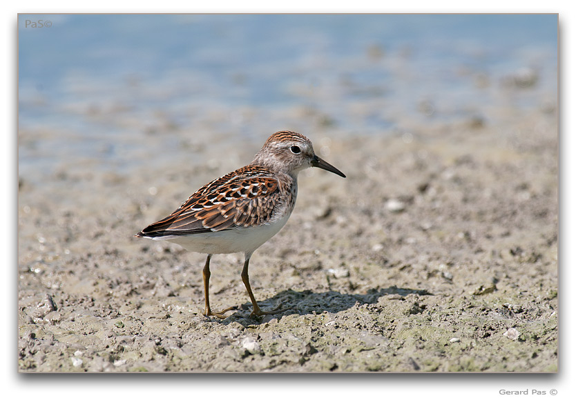 Semipalmated Sandpiper - click to enlarge image