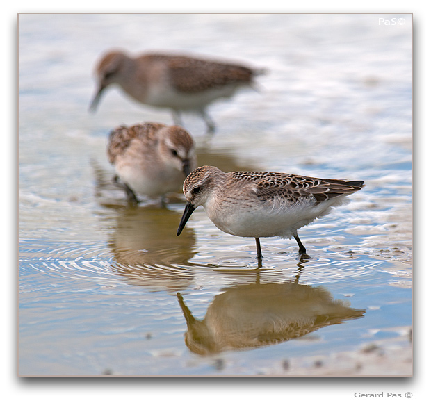 Baird's Sandpiper _DSC32732.JPG - click to enlarge image