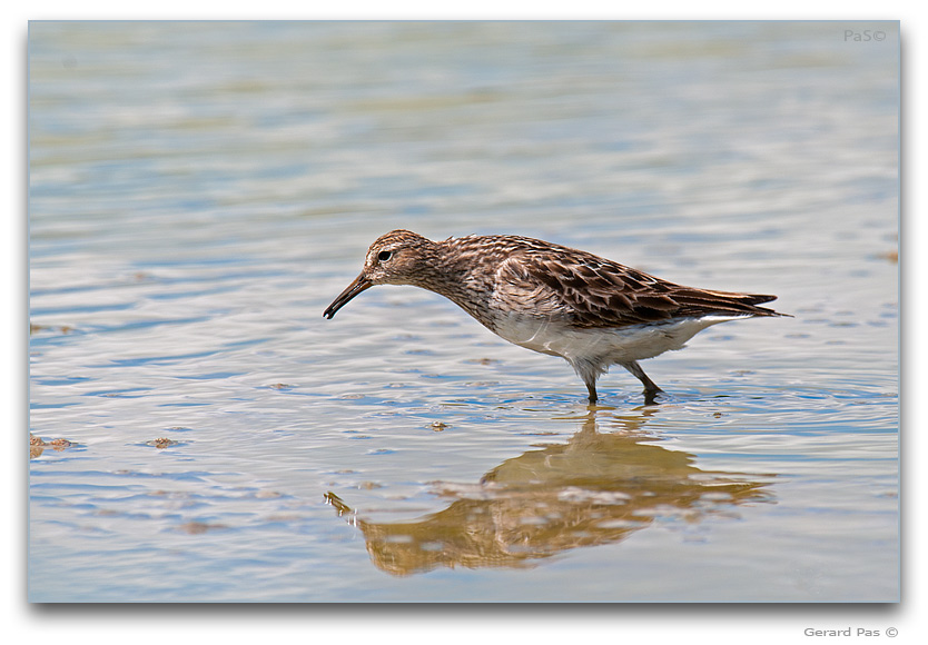 Pectoral Sandpiper _DSC32777.JPG - click to enlarge image