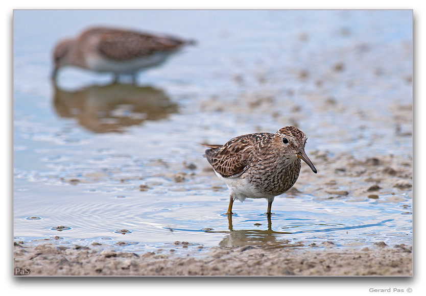 Pectoral Sandpiper _DSC32810.JPG - click to enlarge image