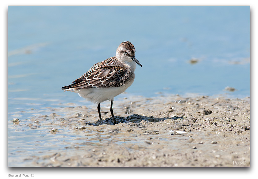 Baird's Sandpiper _DSC32819.JPG - click to enlarge image