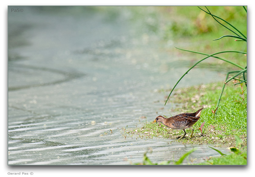 Sora Rail _DSC32909.JPG - click to enlarge image