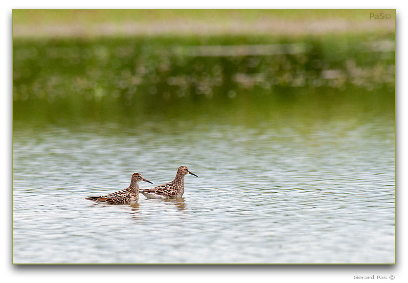 Stilt Sandpiper - click to enlarge image