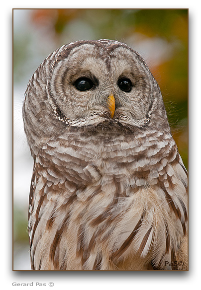 Barred Owl - click to enlarge image