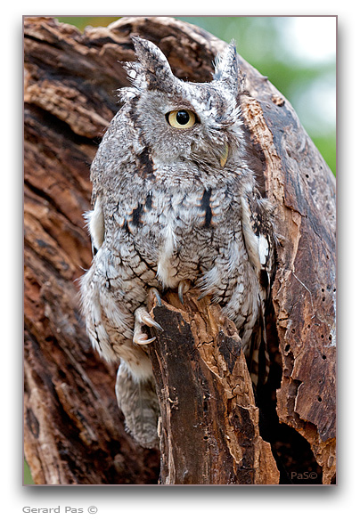 Eastern Screech Owl - click to enlarge image