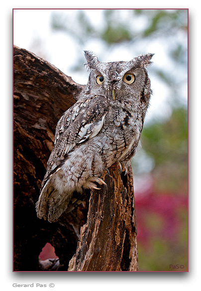 Eastern Screech Owl - click to enlarge image