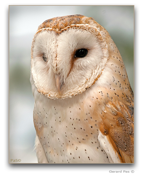 Barn Owl - click to enlarge image