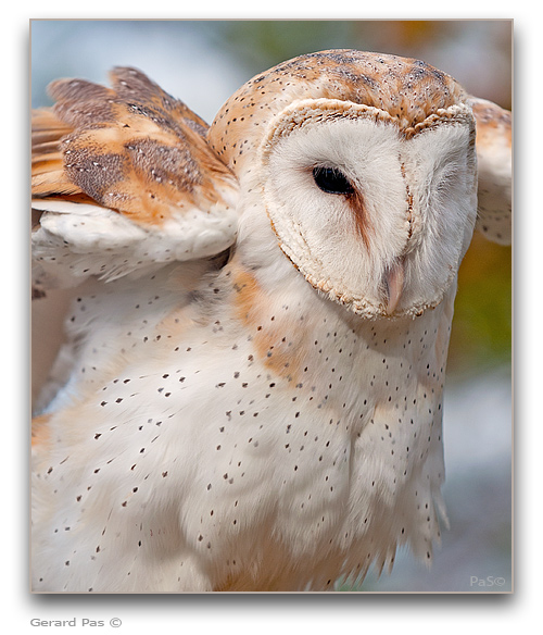 Barn Owl - click to enlarge image