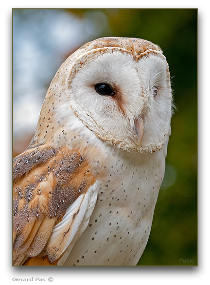 Barn Owl - click to enlarge image