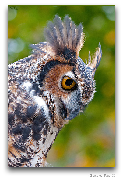 Great Horned Owl - click to enlarge image