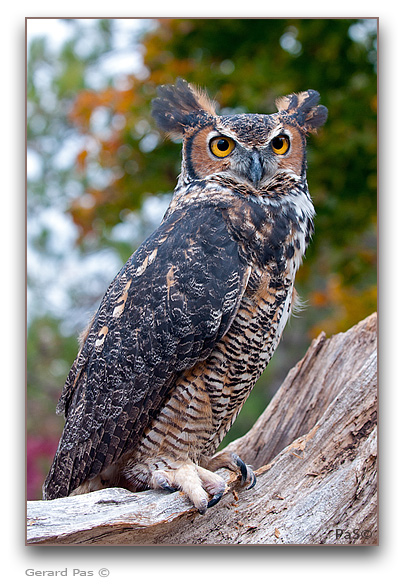 Great Horned Owl - click to enlarge image