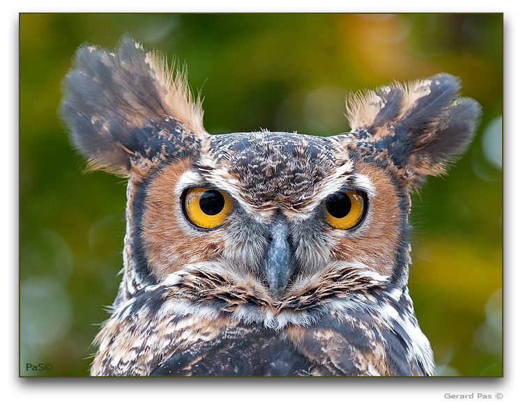 Great Horned Owl - click to enlarge image