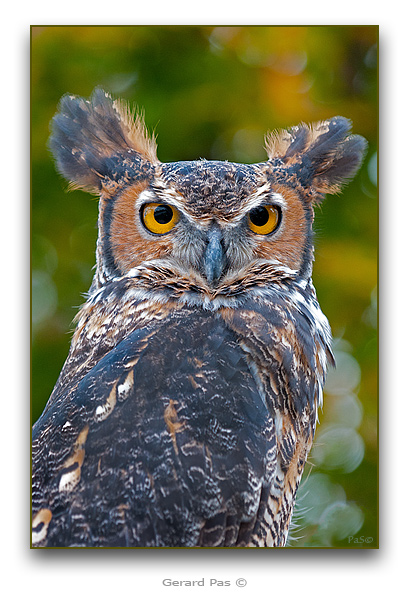 Great Horned Owl - click to enlarge image