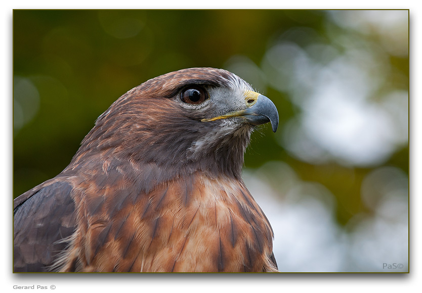 Red-tailed Hawk - click to enlarge image