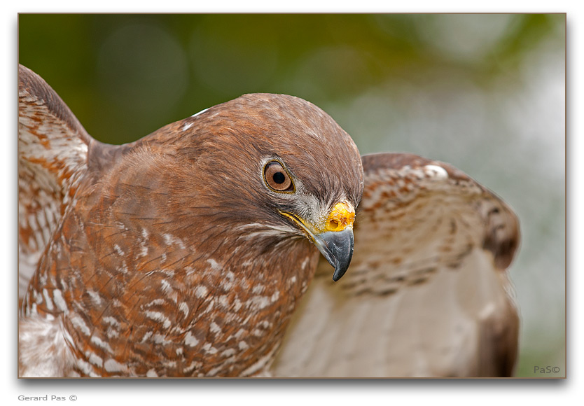 Red-tailed Hawk - click to enlarge image