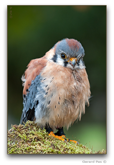 American Kestrel - click to enlarge image