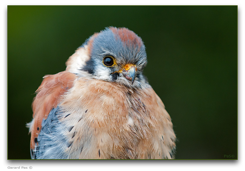 American Kestrel - click to enlarge image