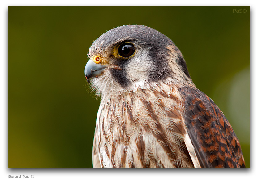 American Kestrel - click to enlarge image