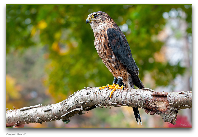 Merlin - click to enlarge image