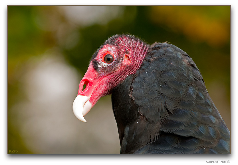 Turkey Vulture - click to enlarge image