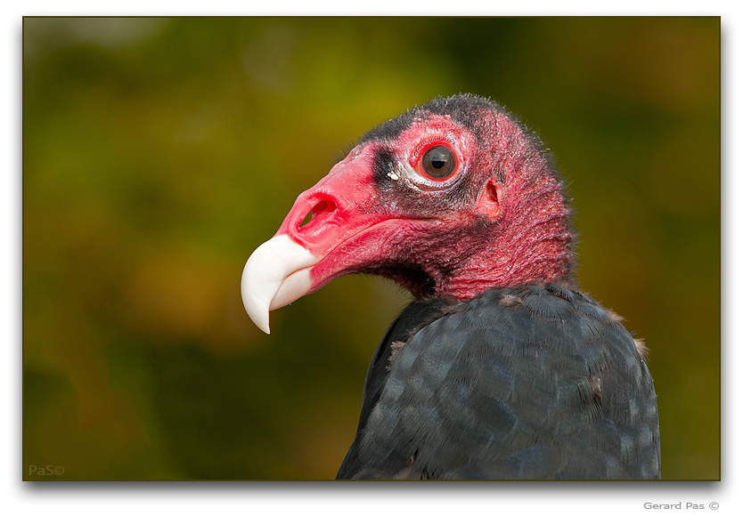 Turkey Vulture - click to enlarge image