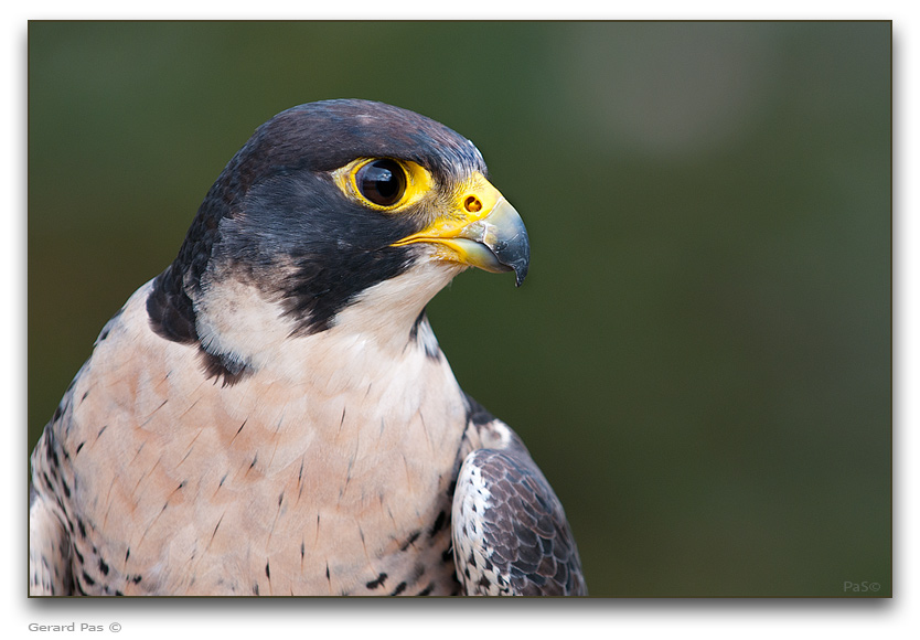 Peregrine Falcon - click to enlarge image