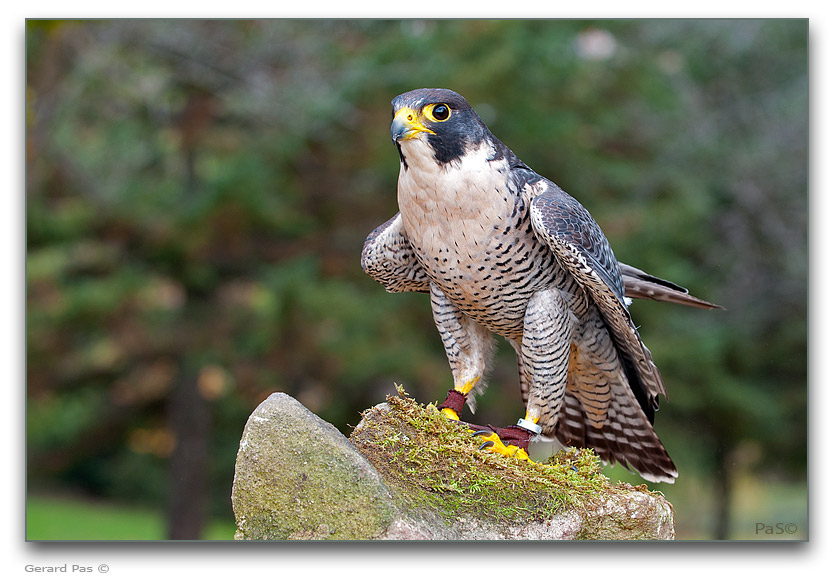 Peregrine Falcon - click to enlarge image